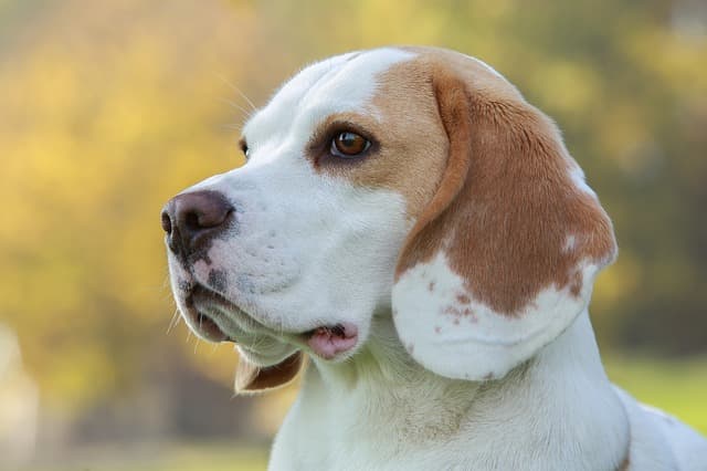 Beagle adulto perfil