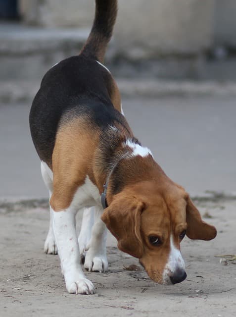 Cão da raça beagle